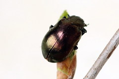 Chrysomela cuprea
