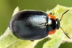 Chrysomela collaris