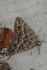 Dichromodes poecilotis