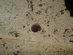 Gyraulus scottianus