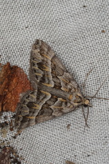 Dichromodes poecilotis