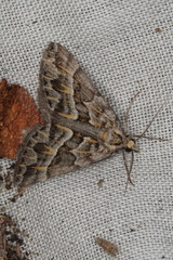 Dichromodes poecilotis