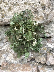Sarcocapnos enneaphylla