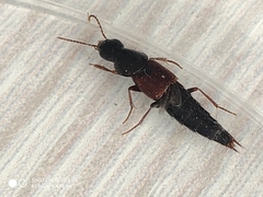 Raphirus