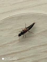 Raphirus