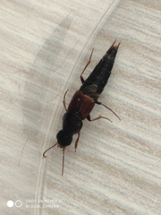 Raphirus