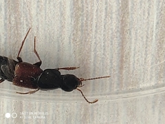 Raphirus