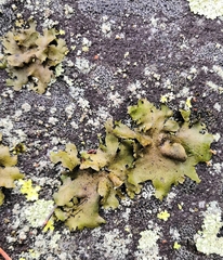 Umbilicaria polyphylla