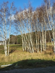 Betula pendula