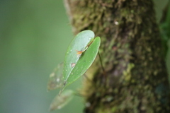 Pleurothallis baudoensis