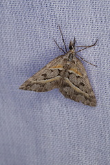 Dichromodes orthozona