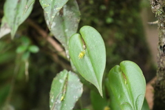 Pleurothallis baudoensis