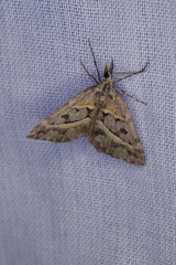 Dichromodes orthozona