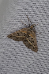 Dichromodes orthozona