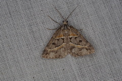 Dichromodes orthozona