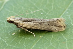 Monochroa palustrellus