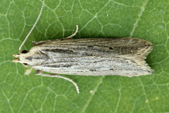 Monochroa palustrellus