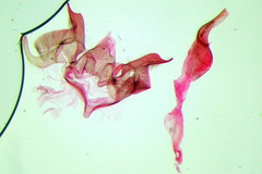 Monochroa palustrellus