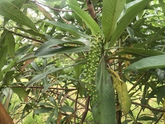 Escallonia pendula