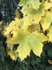 Acer platanoides