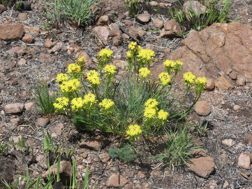 Image of Bulbine capitata by no rights reserved