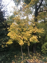 Acer platanoides