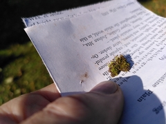 Microbryum davallianum