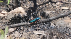 Philematium virens