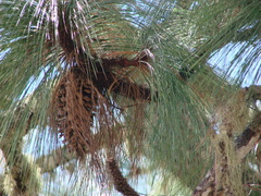 Pinus devoniana