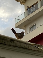 Argya affinis