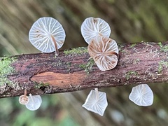 Gloiocephala cryptomeriae