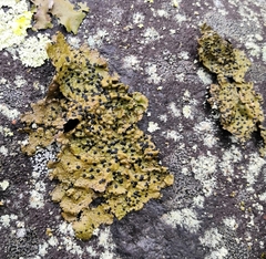 Umbilicaria hyperborea