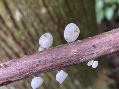 Gloiocephala cryptomeriae