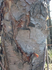 Betula nigra