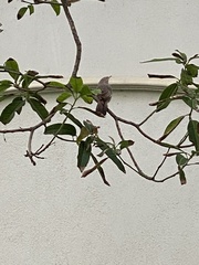 Argya affinis