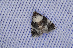 Xenogenes eustrotiodes