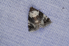 Xenogenes eustrotiodes