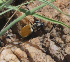 Graphipterus limbatus