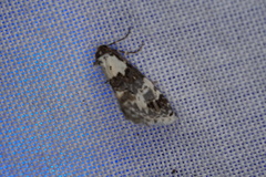 Xenogenes eustrotiodes