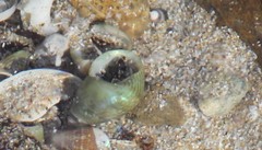 Phasianotrochus irisodontes