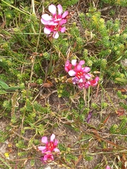 Tritonia squalida