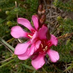 Tritonia squalida