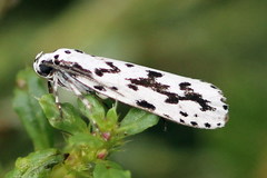 Ethmia candidella