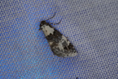 Xenogenes eustrotiodes