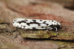 Ethmia candidella