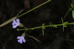 Prostanthera sejuncta