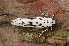 Ethmia candidella