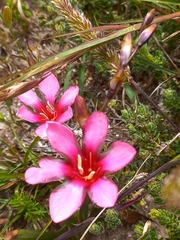 Tritonia squalida