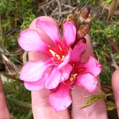 Tritonia squalida