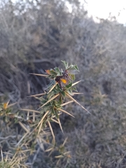 Berberis microphylla